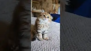 Вот такое чудо уродилось😅 золотая девочка хайленд страйт свободна тел. 89033443877 #продажакотят