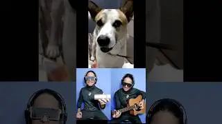 Dog song 🐕🎶🎸🎹😂 #dog #cachorro #doguinho #pets #fun #cute #atilakw #remix