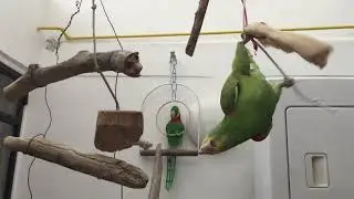 Loro FELIZ | hace ejercicio en su gimnasio particular | Loro Kankan