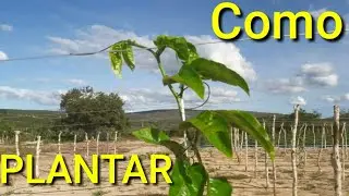 Como plantar MARACUJÁ - passo a passo 