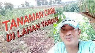 ADA PERKEBUNAN CABE DI LAHAN KERING
