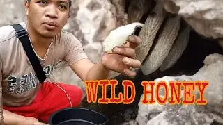 WILD HONEY | TULODOS