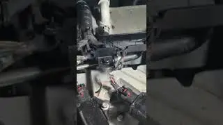 крысы сожрали амоду