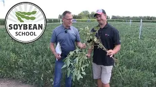 Soybean School: Winning the spider mite fight