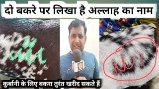Bakare Par Likha Hai Allah Ka Name | बकरी पर लिखा है अल्लाह का नाम | कुर्बानी के लिए बकरा बिकाऊ है ?