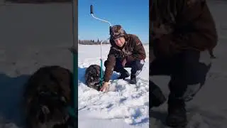 енот дома! приколы 2021