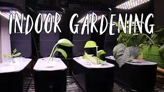 Gardening Indoors - Setting up Aero Gardens and Propagating Pothos | Homestead Dreaming
