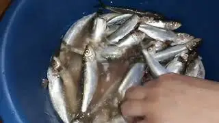 طريقة تنظيف سمك  السردينة  الكبير