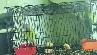 Plum Headed Talking Parrot || Bolne Wala Tota🦜