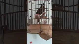 Em Khướu hót cực sung buổi trưa hè👍