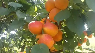 Новинка! Абрикос Плаякот. Apricot Playa Cot. Сорт з великим набором цінних якостей!