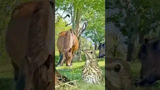 🎧 SHORT. CANTO de los  PÁJAROS 🐦 en la MONTAÑA🌳🌿 . Para Relajarse, Meditar y calmar la Mente.