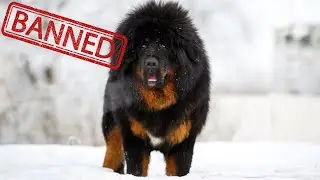 Are Tibetan Mastiffs Aggressive & Why Are They Banned In Some Countries