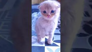 Cute Kittens 😻 #cute #kitten #cat #cutecat #kitty #catlover