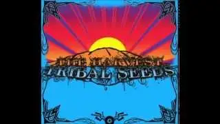 Tribal Seeds - 144.000