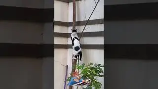 Cat is Coming 😸😸 #kitten #cat