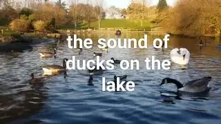 animal sounds-duck sounds-the sound of ducks on the lake