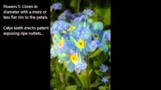 Forget me not Key