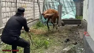 За час доверие дикого Жерибенку с Табуна.