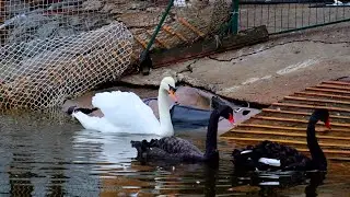 лебеди чёрные и белые, кто более верный...