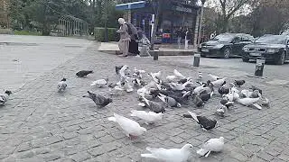 ‎@-earth.plants-animals  Columba livia,wild pigeons/rock doves,pëllumbat e shkëmbit🕊(5)