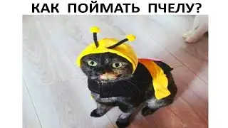 Лютые приколы и мемы 
