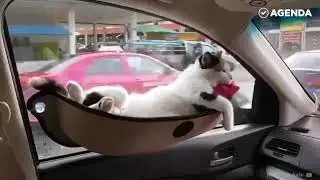 Кот
