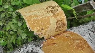 Береста меня защитит.