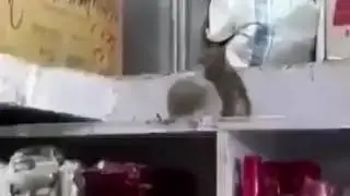 Fare kavgasını Karadeniz şivesiyle at yarışı anlatır gibi anlatıyor.