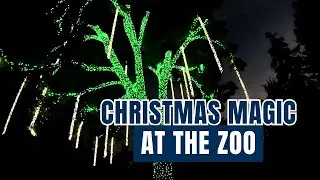 Christmas Magic at the Zoo