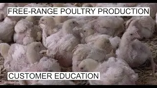 FREE-RANGE CHICKEN FARMING: CUSTOMER EDUCATION
