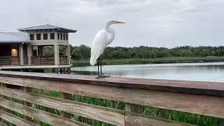 Great Egret on Boardwalk Railing at Green Cay Wetlands
