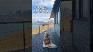 Grim is LOVESICK 💘 | #svalbard #finnishlapphund