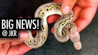 My BEST BABY of the Season! + BLACKHEAD CLOWNS & SUMA PIED! Weekly Vlog #8