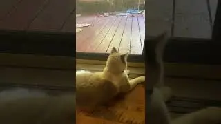 Meowing at my cat