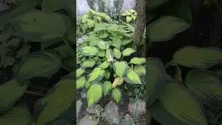 Прекрасный сад 😘 