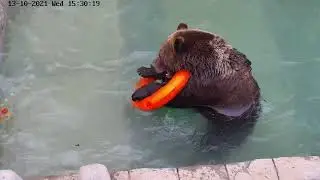 Игры медведя в воде