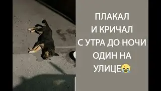 ОН ПЛАКАЛ И ЗВАЛ НА ПОМОЩЬ С УТРА ДО НОЧИ, НЕ ПЕРЕСТАВАЯ