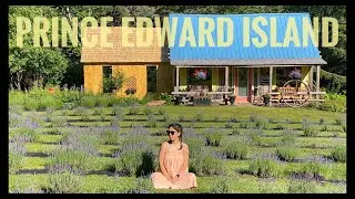 VLOG 