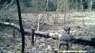 Косуля