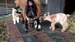 Quads for my Nigerian Dwarf Goat!