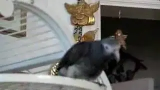 I'll get Your Butt  African Grey style