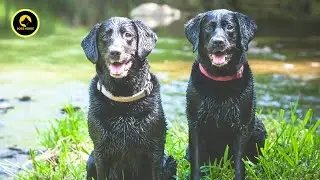 "The Ultimate Guide to Labrador Retriever: Everything You Need to Know!"