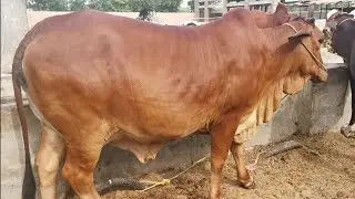 Aziz Cattle Farm sy Subo k manazr