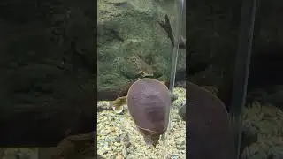 Turtle at the Waco Zoo