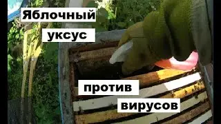 Яблочный уксус против вирусов пчёл