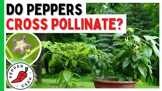 Do Peppers Cross Pollinate? All About Pollination In Pepper Plants
