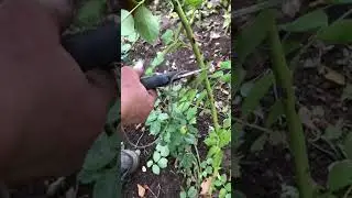 Обрезаю флорибунду осенью