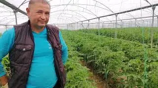 Kışlık serada köy tipi domates, maliyetler ve verimlilik