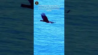 condor da califórnia #shorts #condordacalifornia #condor